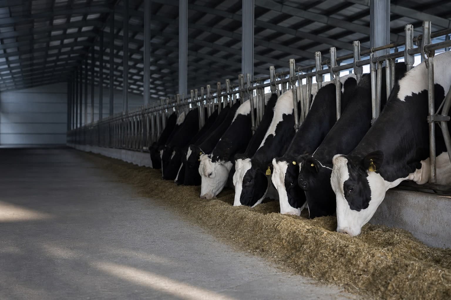Modern bir süt sığırı işletmesinde yemlikte beslenen holstein inekleri